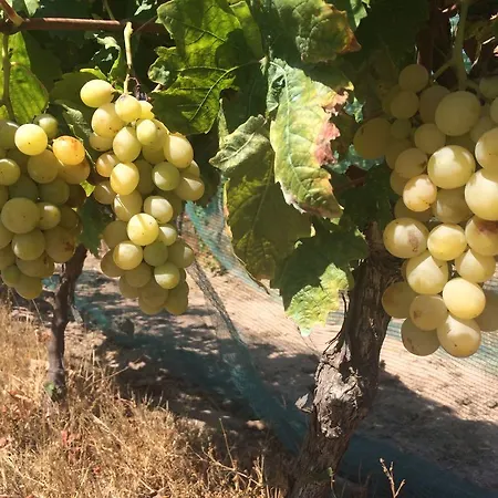 Agriturismo Mieleamaro Olbia