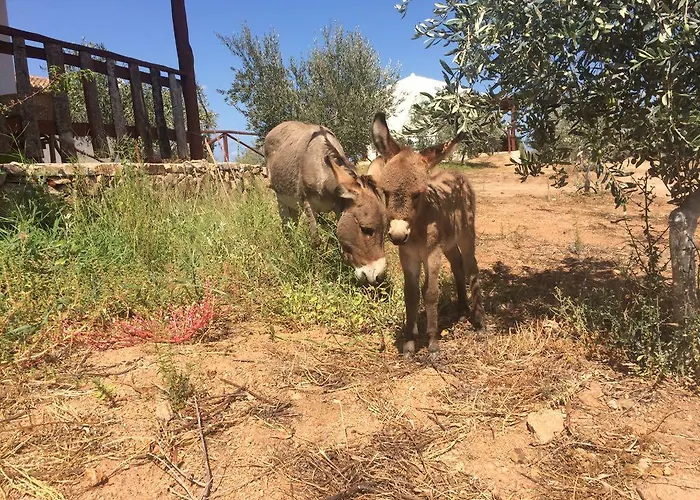 Agriturismo Mieleamaro Alloggio per agriturismo *