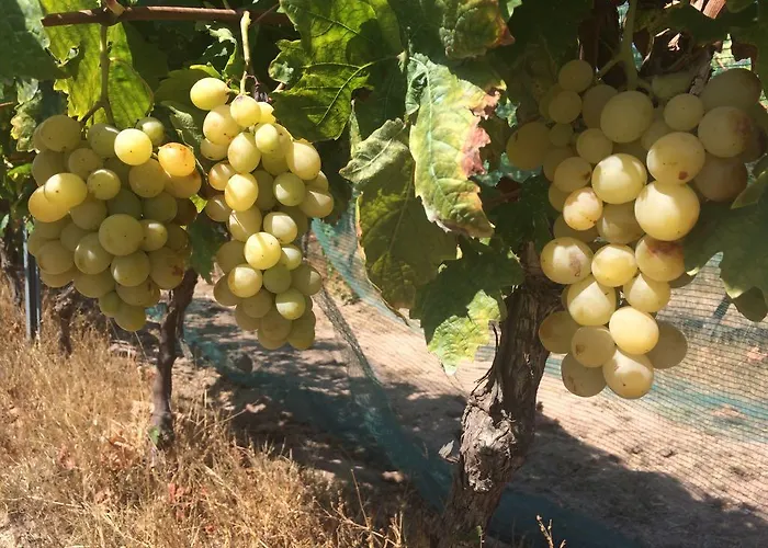 Agriturismo Mieleamaro Ольбия